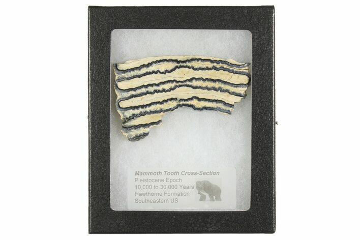 Mammoth Molar Slice with Case - South Carolina #165139